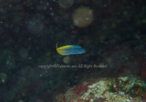 「イナセギンポ」　なつみさん