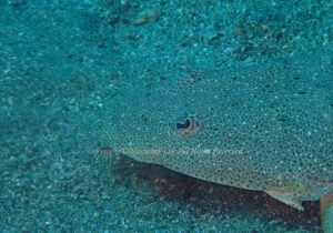 「マゴチ」　なつみさん