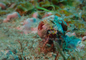 「オイランヤドカリ」　なつみさん