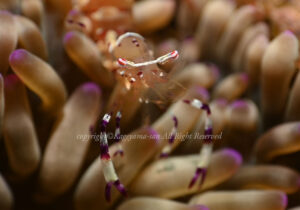 「アカホシカクレエビ」 かげやまさん 「アカホシカクレエビ」 かげやまさん