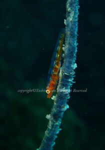 「ガラスハゼ」 よしみさん 「ガラスハゼ」 よしみさん