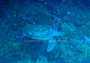 「アオウミガメ」 よしみさん 「アオウミガメ」 よしみさん