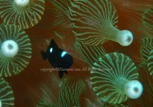 「ミツボシクロスズメダイ」 なつみさん 「ミツボシクロスズメダイ」 なつみさん