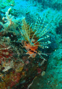 「ネッタイミノカサゴ」 よしみさん 「ネッタイミノカサゴ」 よしみさん