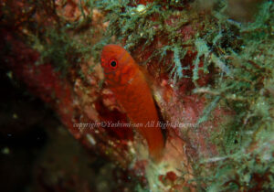 「オキナワベニハゼ」 よしみさん 「オキナワベニハゼ」 よしみさん