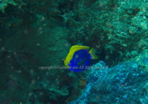 「セナキルリスズメダイ」 なつみさん 「セナキルリスズメダイ」 なつみさん