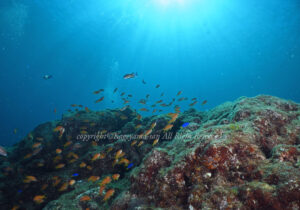 「田子島」 かげやまさん 「田子島」 かげやまさん