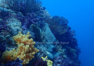 「田子島」 なつみさん 「田子島」 なつみさん