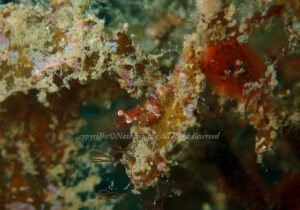 「ヤドリツノモエビ」 なつみさん 「ヤドリツノモエビ」 なつみさん