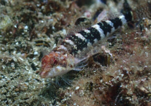 「ヘビギンポ」　れおさん