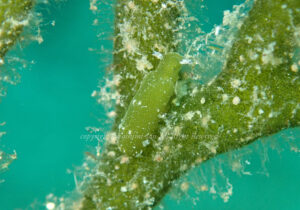 「ヒラミルミドリガイ」　よしみさん