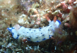 「サガミイロウミウシ」　れおさん