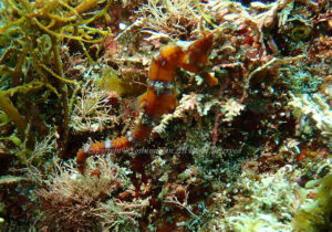 「タツノオトシゴ」　よしみさん