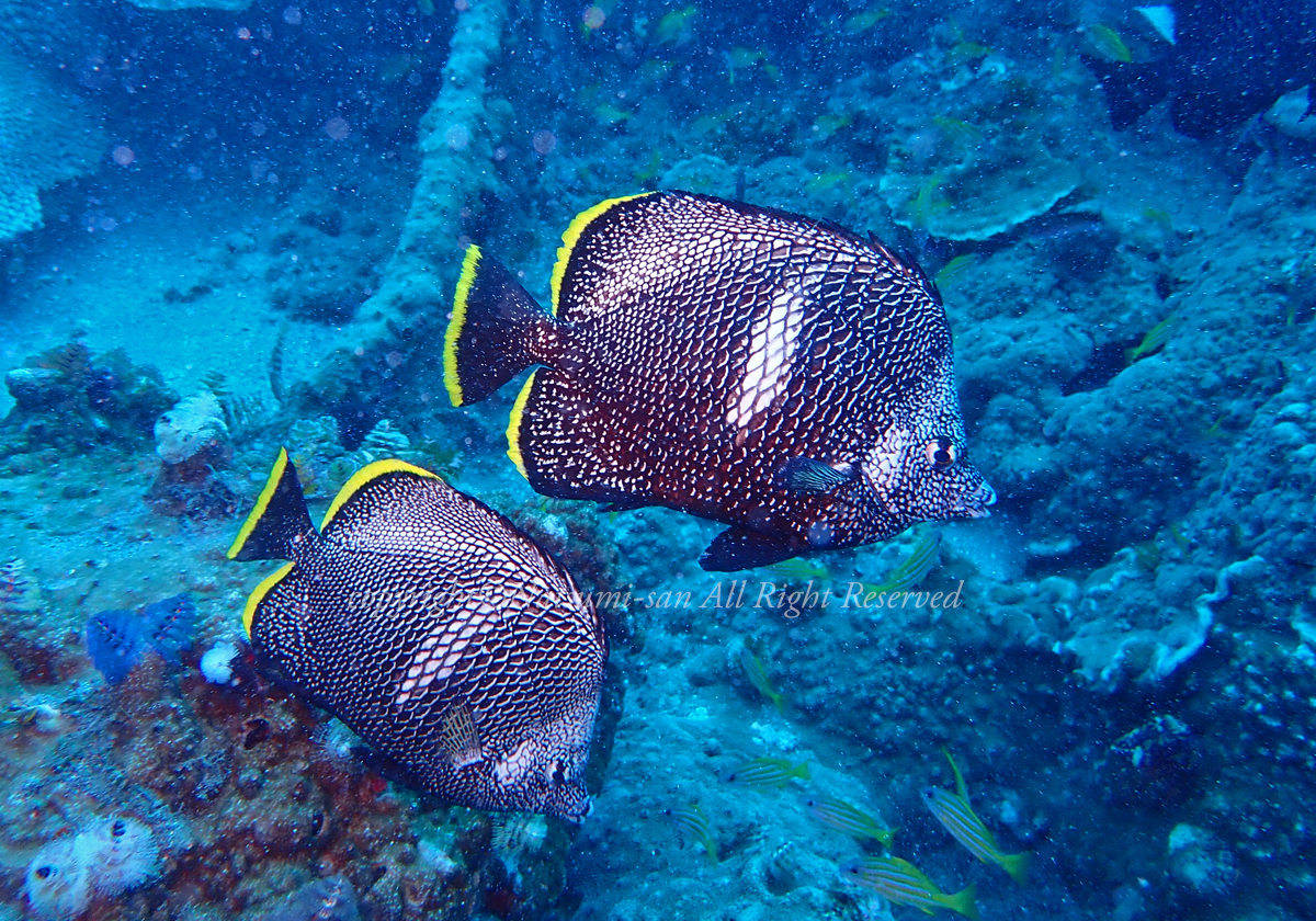 ユウゼン