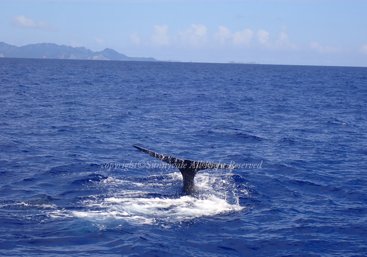 嫁島遠征、クジラにも会えました