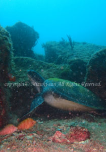 「アオウミガメ」　みづきさん