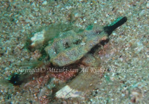 「ウミテング」　みづきさん