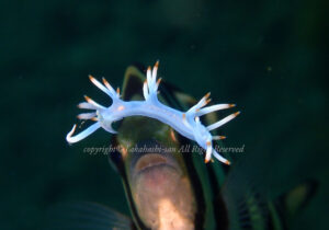 「サキシマミノウミウシ」　たかはしさん