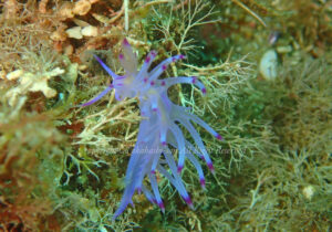 「セスジミノウミウシ」　たかはしさん