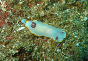 「シラヒメウミウシ」　たかはしさん