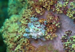 「イソコンペイトウガニ」　のりこさん