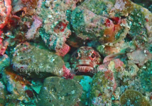 「ジョーフィッシュ」　れおさん