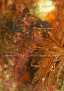 「オルトマンワラエビ」　のりこさん