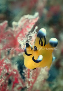 「ウデフリツノザヤウミウシ」　れおさん