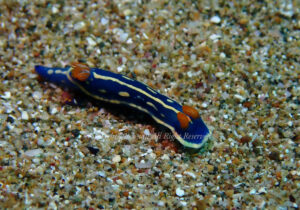 「アオウウミウシ」　れおさん