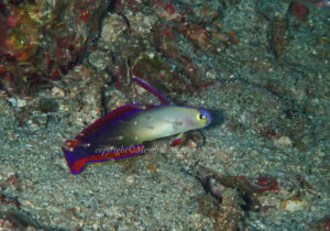 「アケボノハゼ」　わーさん