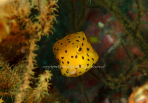 「ハコフグ」　わーさん