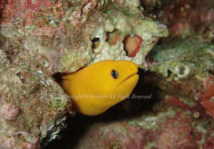 「ヒメウツボ」　わーさん