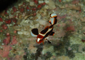 「ヒレグロコショウダイ」　わーさん