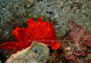 「イロカエルアンコウ」　わーさん