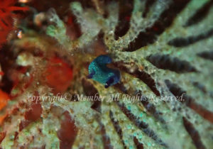 「コミドリリュウグウウミウシ」　わーさん