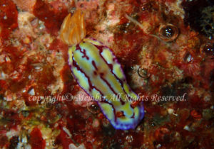 「クラカトアウミウシ」　わーさん