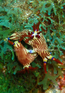 「クロスジリュウグウウミウシ」　わーさん