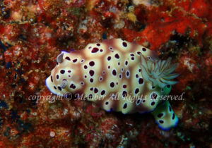 「マダライロウミウシ」　わーさん