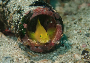 「ミジンベニハゼ」　わーさん