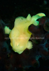 「オオモンカエルアンコウ」　わーさん