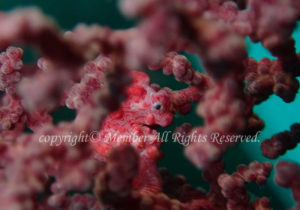 「ピグミーシーホース」　わーさん