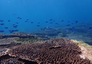 「サンゴ」　わーさん