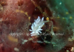 「シロイバラウミウシ」　わーさん