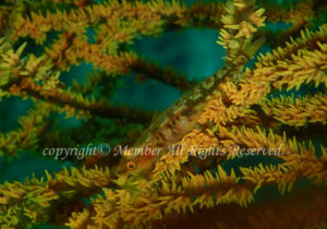 「スジグロガラスハゼ」　わーさん