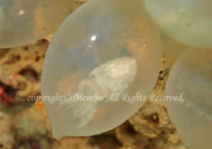 「トラフコウイカ」　わーさん