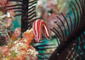 「ウミシダウバウオ」　わーさん