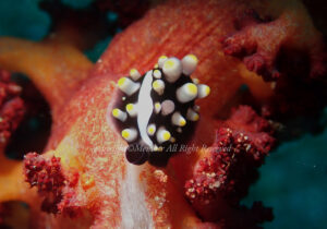 「ウミウサギ」　わーさん