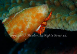 「ベニワモンヤドカリ」　わーさん