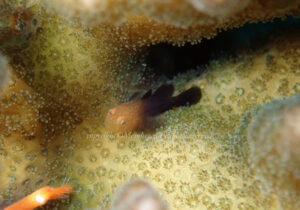 「ダルマハゼ」　えーさん