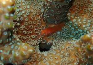 「フタイロサンゴハゼ」　えーさん